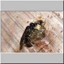 Passaloecus cf eremita - Grabwespe 20a 7mm beim Nestverschluss mit Harz.jpg